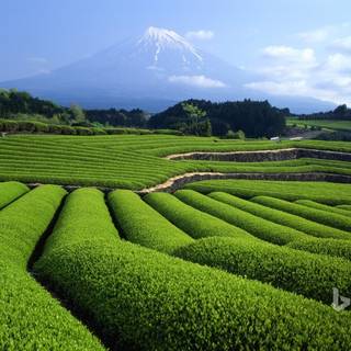 Tea farm wallpaper