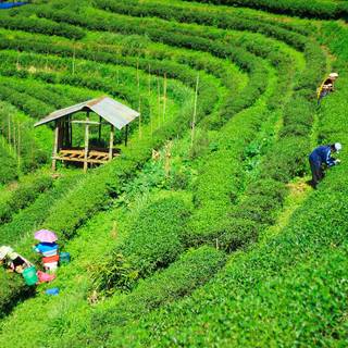 Tea farm wallpaper