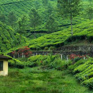 Tea farm wallpaper