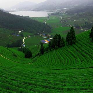 Tea farm wallpaper