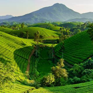 Tea farm wallpaper