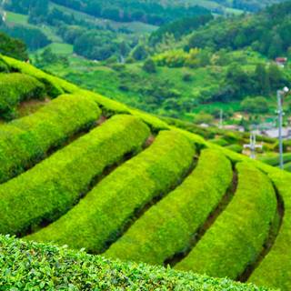 Tea farm wallpaper