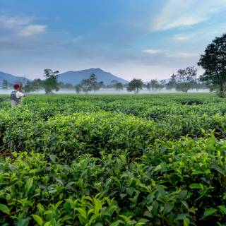 Tea farm wallpaper