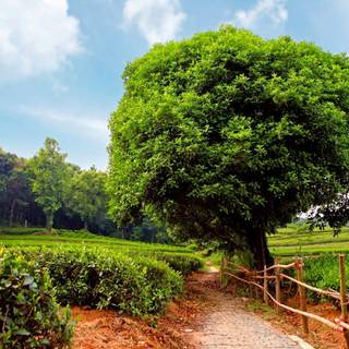 Tea farm wallpaper