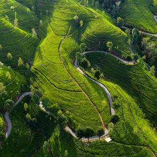Tea farm wallpaper