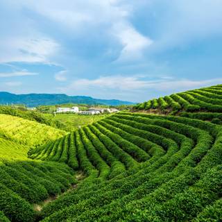 Tea farm wallpaper