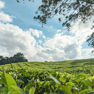 Tea farm wallpaper
