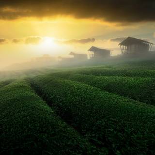 Tea farm wallpaper