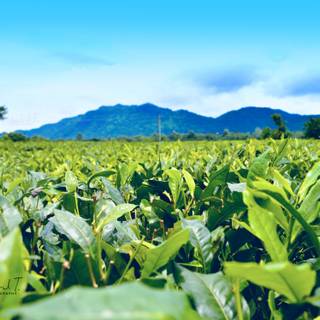 Tea farm wallpaper
