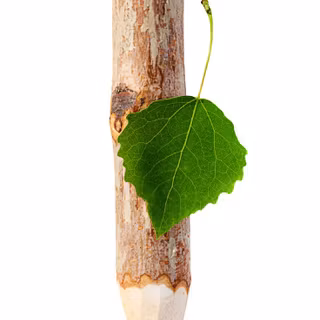 Environmental protection wallpaper