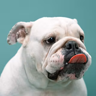 White Boxer wallpaper