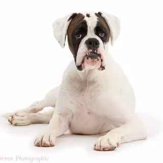 White Boxer wallpaper