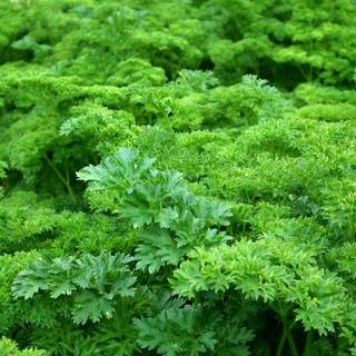 Parsley wallpaper