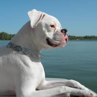 White Boxer wallpaper