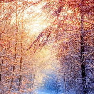 iPhone HD 4k winter wallpaper