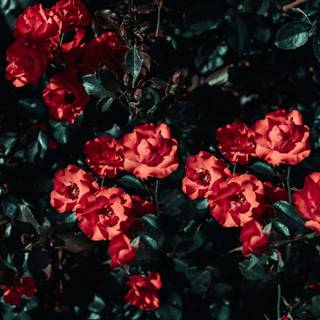 Red and green aesthetic wallpaper