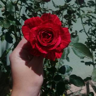 Red and green aesthetic wallpaper