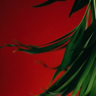 Red and green aesthetic wallpaper