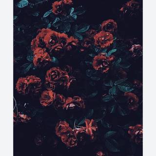 Red and green aesthetic wallpaper