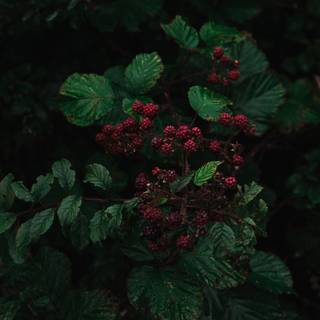 Red and green aesthetic wallpaper