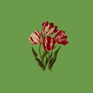 Red and green aesthetic wallpaper