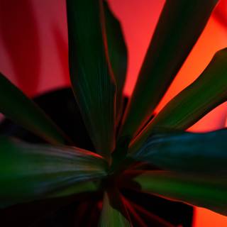 Red and green aesthetic wallpaper