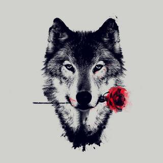 Wolf with rose wallpaper