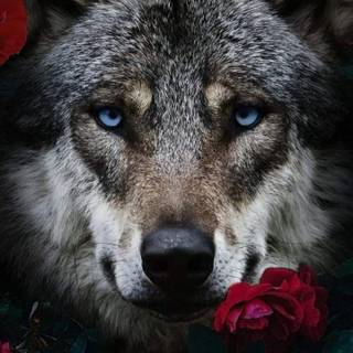 Wolf with rose wallpaper