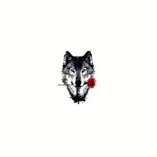 Wolf with rose wallpaper