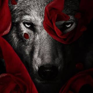 Wolf with rose wallpaper