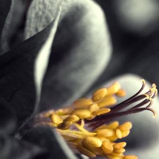 Yellow and gray wallpaper