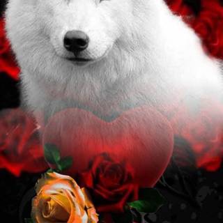 Wolf with rose wallpaper