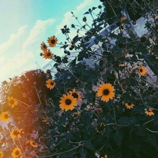 August Taylor Swift wallpaper