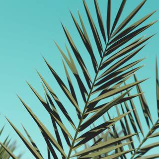 4k palm tree wallpaper