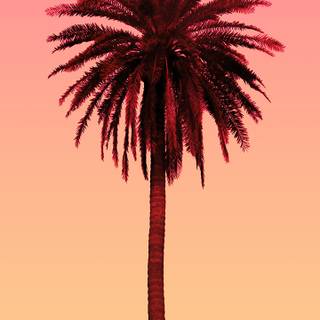 Palm iPhone wallpaper
