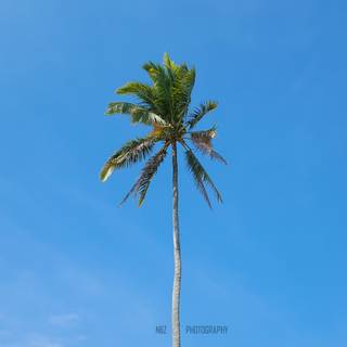4k palm tree wallpaper