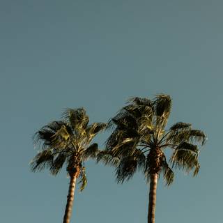 4k palm tree wallpaper
