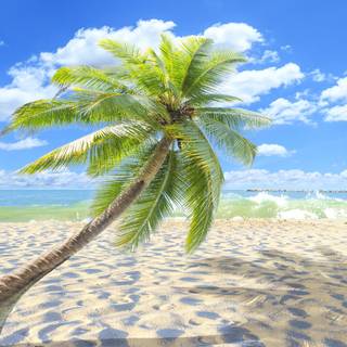 4k palm tree wallpaper