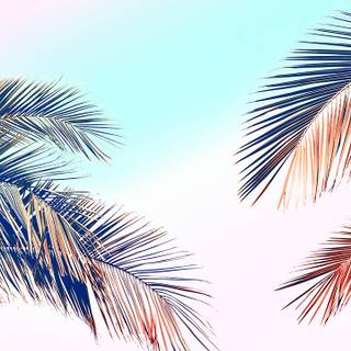 Palm phone wallpaper