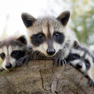 Raccoon 4k wallpaper