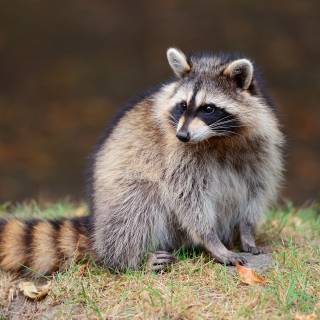 Raccoon 4k wallpaper