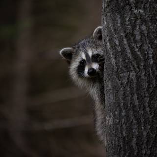 Raccoon 4k wallpaper