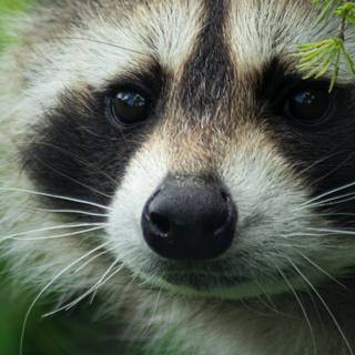 Raccoon 4k wallpaper
