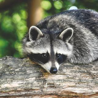 Raccoon 4k wallpaper