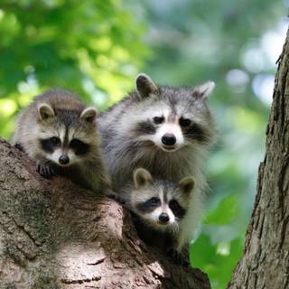 Raccoon 4k wallpaper