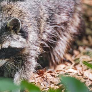 Raccoon 4k wallpaper