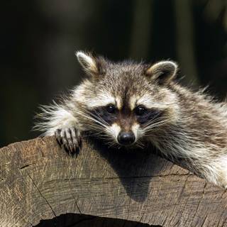 Raccoon 4k wallpaper