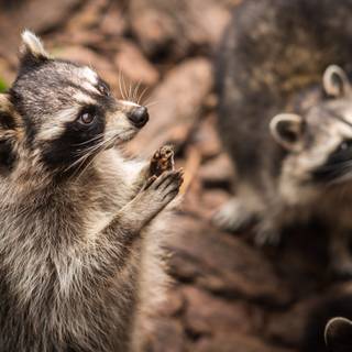 Raccoon 4k wallpaper