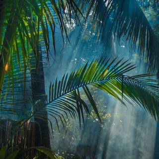 iPhone jungle wallpaper