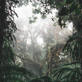 iPhone jungle wallpaper